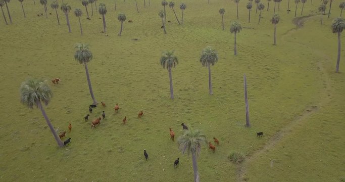 Aerial view of a field with palm trees, streams and cows, in Rocha, Uruguay.