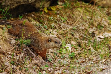 marmot in the forest
