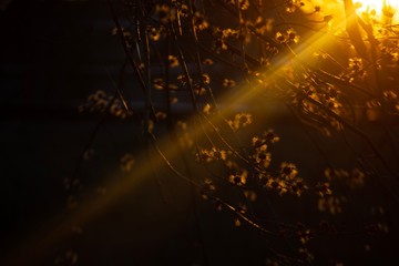 sun shining through the trees