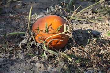 pumpkin in the grass, ORANGE, FIELD, FALL, SEASON,  DIRT, 