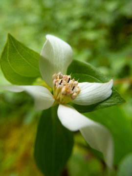 Bunchberry Dogwood