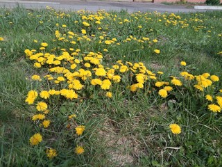 dandelions in the grass