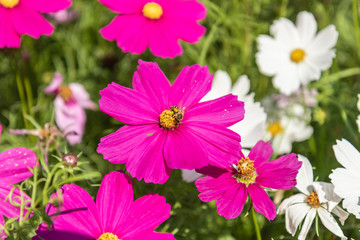 Obraz na płótnie Canvas Cosmos variety of colors flowers in the garden, morning fresh air. Pollination with bee and flowers cosmos with sunshine.