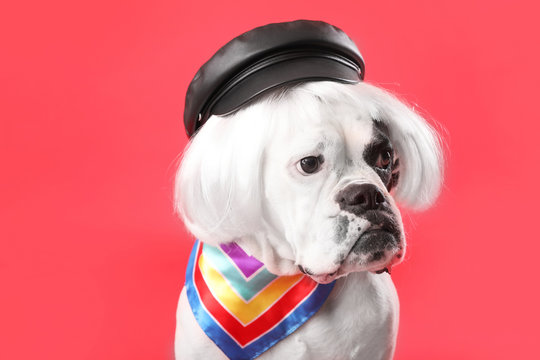 Funny dog in wig and hat on color background