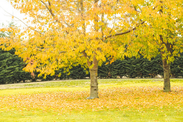 Yellow Autumn landscape, Fall leaves in an autumn background of New Zealand 
