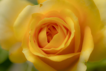 The softness of the yellow rose.