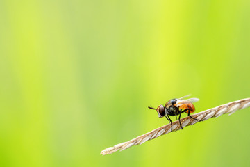 close up of a fly