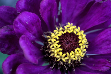 Obraz premium Purple Zinnia