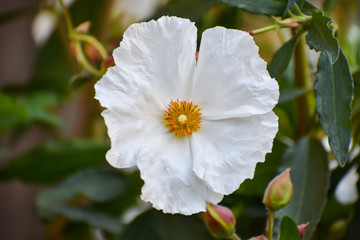 White blossom of a Cistus plant (rock rose) in bloom.