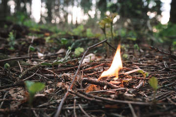 Flame of a burning match thrown in a coniferous dry taiga. Forest fire concept. Danger of forest...