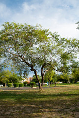 Árboles que parecen eternos 