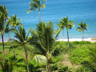 Palm trees on the beach on island