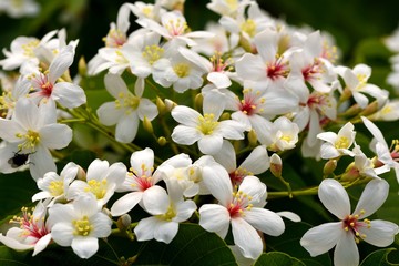 Tung tree flowers with nice background