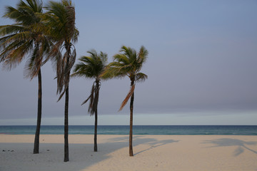 Fototapeta na wymiar palm trees in the wind and the shadow of palm trees in the sand on a white sand beach. Empty beach without people