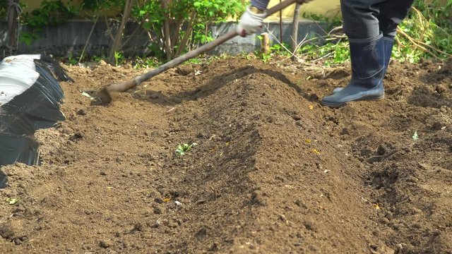 Farmer rake up heaps of compost soil in a row with Korean traditional hoe tool to plant pepper