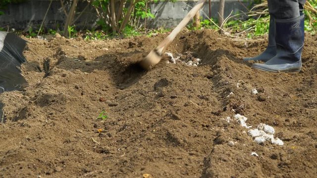 Gardener in early spring to dig compost heap soil with Senkichi family hoe tool (Korean traditional tool) for planting vegetable