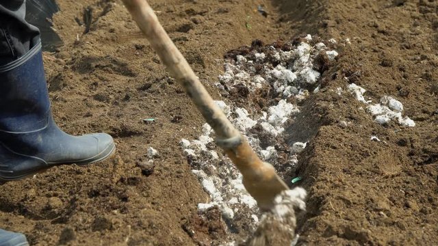 A farmer in robber boots spread white dog's manure compost in row soil holes with a hoe tool
