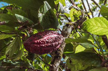 These are photographs of cocoa farming, taken in El Coca.