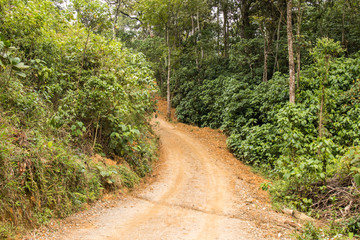 Carretera en el bosque