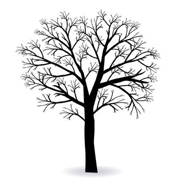 枯れ木 の画像 13 233 件の Stock 写真 ベクターおよびビデオ Adobe Stock