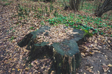Stump littered with autumn leaves in the forest
