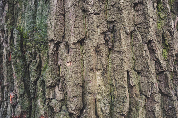 Background from textured tree bark

