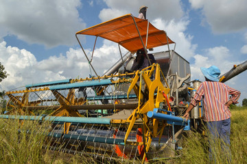 The combine harvesters parked in the middle of the rice field.