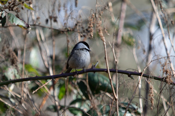 A solitary little black capped chickadee perched on a branch