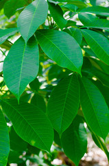Fototapeta na wymiar Green Leaf of Para Rubber Tree In Natural Garden.