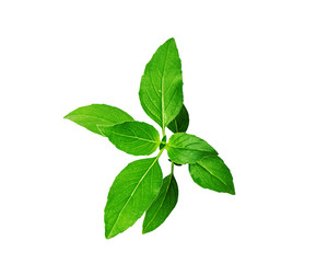 Isolated Holy basil leaves on white background