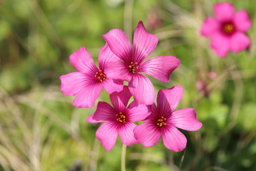 イモカタバミのピンクの花