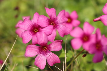 イモカタバミのピンクの花