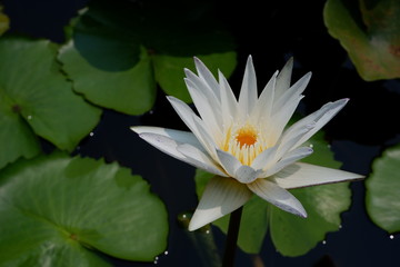 Lotus