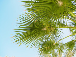 Green branches of palm tree, close up view. Palm tree against background of clear blue sky, bottom up view. Egyptian beach, Red Sea. Selective soft focus. Blurred background
