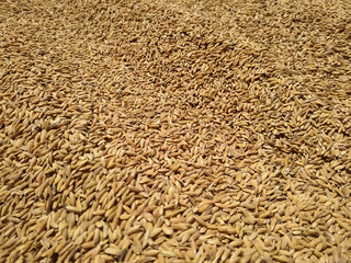 Paddy dry sun natural food pattern