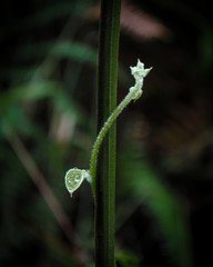 Pequeña planta que esta saliendo de una mas grande