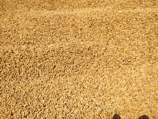 Paddy dry sun natural food pattern