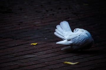 Close-up Of Pigeon On Floor
