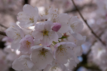 Bright pink cherry blossom on a sunny spring day