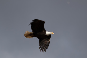 A single Bald Eagle circling in the sky searching for food.