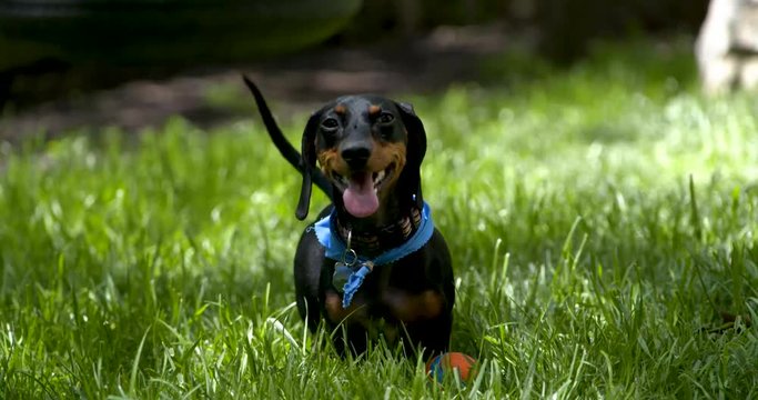 dachshund sits panting then stands up and turns head to noise
