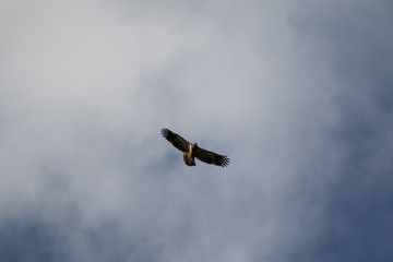 A single Bald Eagle circling in the sky searching for food.