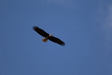 A single Bald Eagle circling in the sky searching for food.