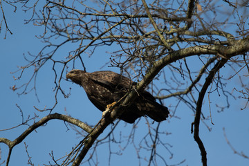 A solitary Golden Eagle perched in a tree looking for food