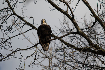 A solitary Bald Eagle perched in a tree looking for food
