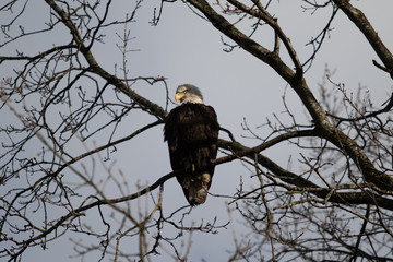 A solitary Bald Eagle perched in a tree looking for food