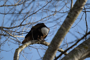 An lone adult Bald Eagle perched in a tree eating carrion
