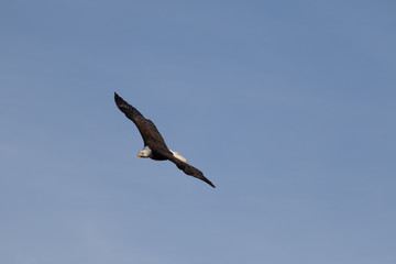 Fototapeta na wymiar A single Bald Eagle circling in the sky searching for food.
