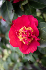 A single bright Red Peony in a spring garden