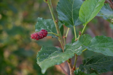Mulberry